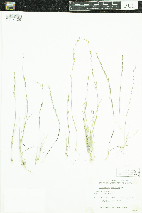 Triglochin palustris image