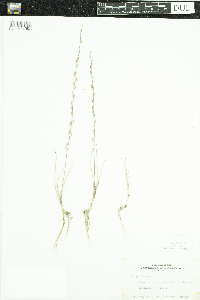 Triglochin palustris image