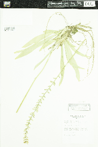 Aletris farinosa image