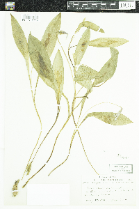 Erythronium americanum image