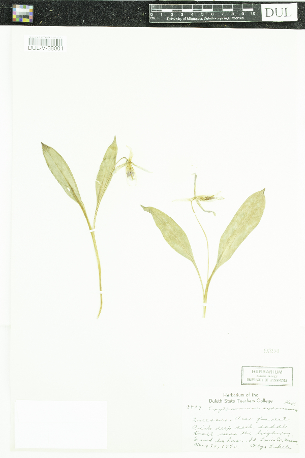 Erythronium americanum image