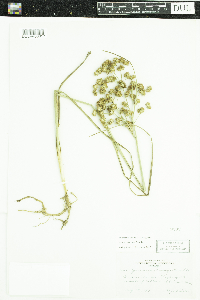 Juncus torreyi image