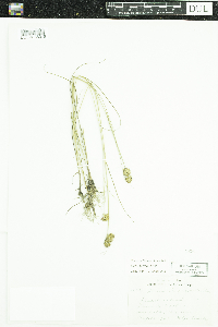 Juncus torreyi image