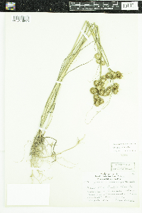 Juncus torreyi image