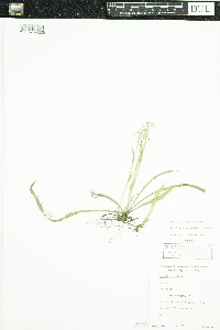 Luzula acuminata image