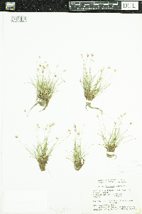 Media resource of Juncus albescens