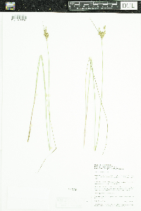 Juncus vaseyi image