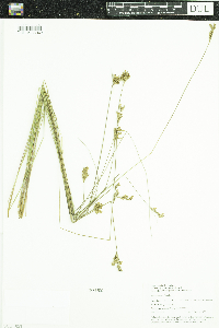 Juncus vaseyi image