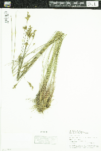 Juncus vaseyi image