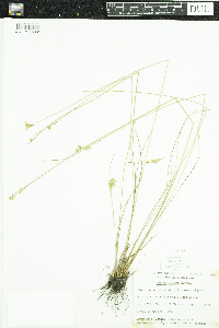 Juncus vaseyi image