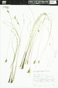 Juncus vaseyi image