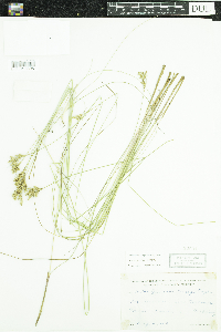 Juncus vaseyi image