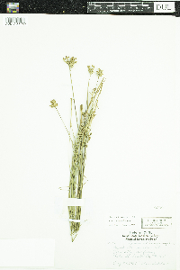Juncus vaseyi image