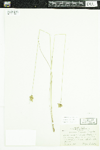 Juncus vaseyi image