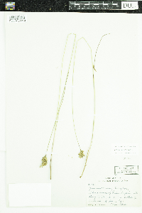 Juncus vaseyi image