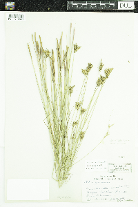 Juncus vaseyi image