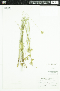 Juncus vaseyi image