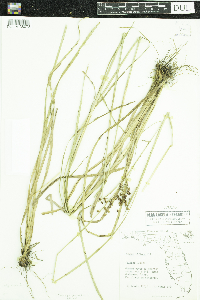 Media resource of Juncus biflorus