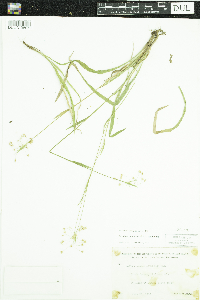 Luzula acuminata image