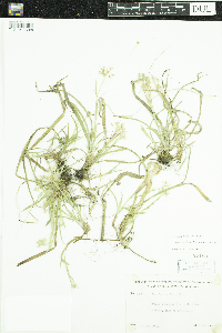 Luzula acuminata image