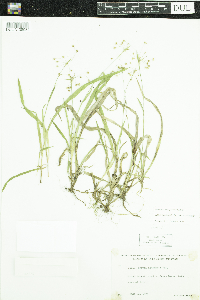 Luzula acuminata image