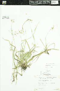 Luzula acuminata image