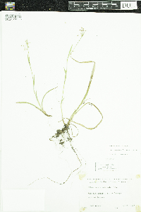 Luzula acuminata image