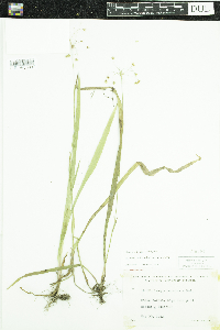 Luzula acuminata image