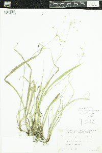 Luzula acuminata image