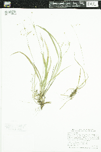 Luzula acuminata image