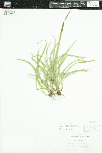 Luzula acuminata image