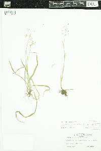 Luzula acuminata image