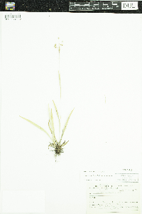 Luzula acuminata image