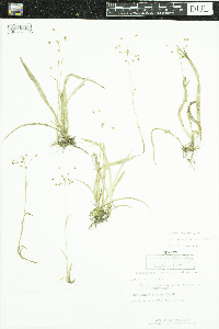 Luzula acuminata image