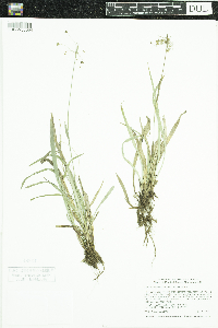 Luzula acuminata image