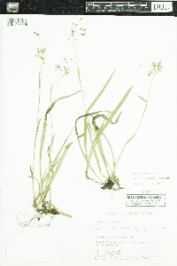 Luzula acuminata image