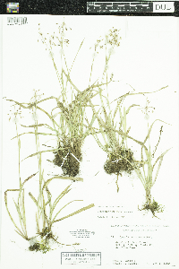 Luzula acuminata image