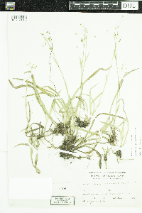 Luzula acuminata image
