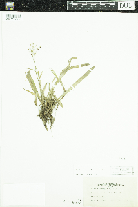 Luzula acuminata image