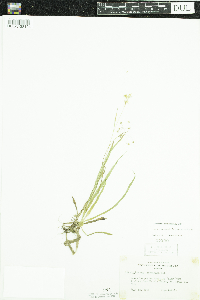 Luzula acuminata image