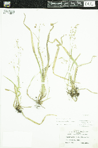 Luzula acuminata image