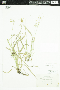 Luzula acuminata image