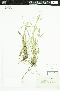 Luzula acuminata image