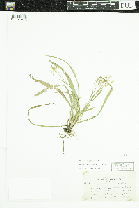 Luzula acuminata image