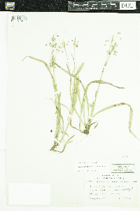 Luzula acuminata image
