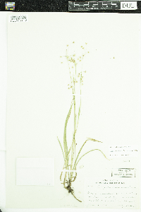 Luzula acuminata image