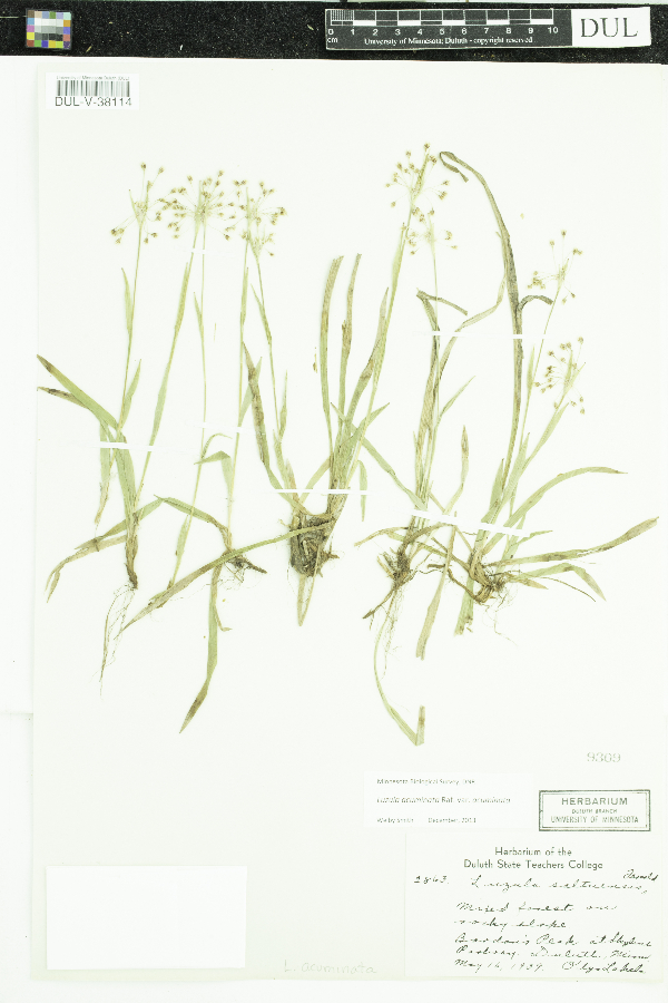 Luzula acuminata var. acuminata image