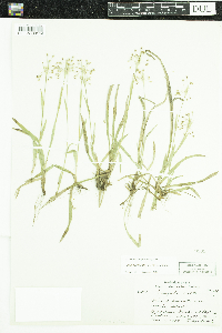 Luzula acuminata image