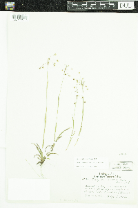 Luzula acuminata image