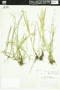 Luzula acuminata image